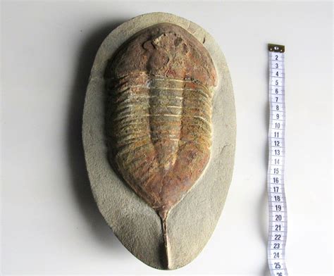 museum quality fossils for sale